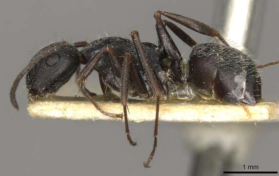 Слика од Camponotus boghossiani Forel 1911