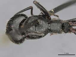 Image of Camponotus piceus (Leach 1825)