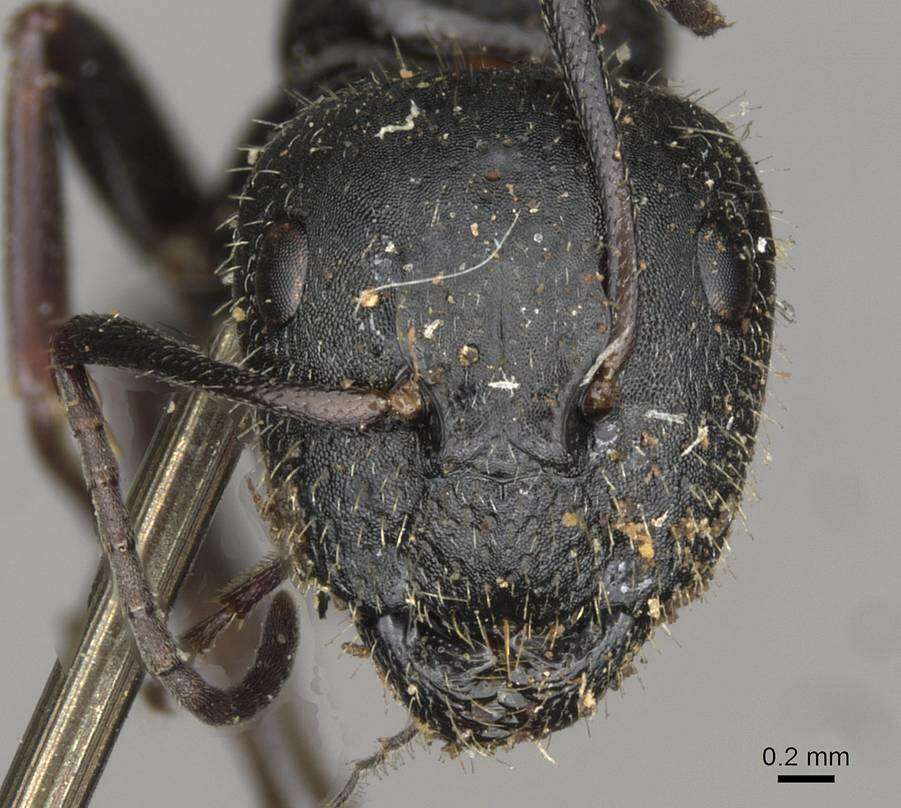 Image of Camponotus piceus (Leach 1825)