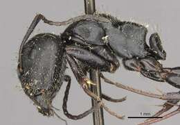 Image of Camponotus piceus (Leach 1825)