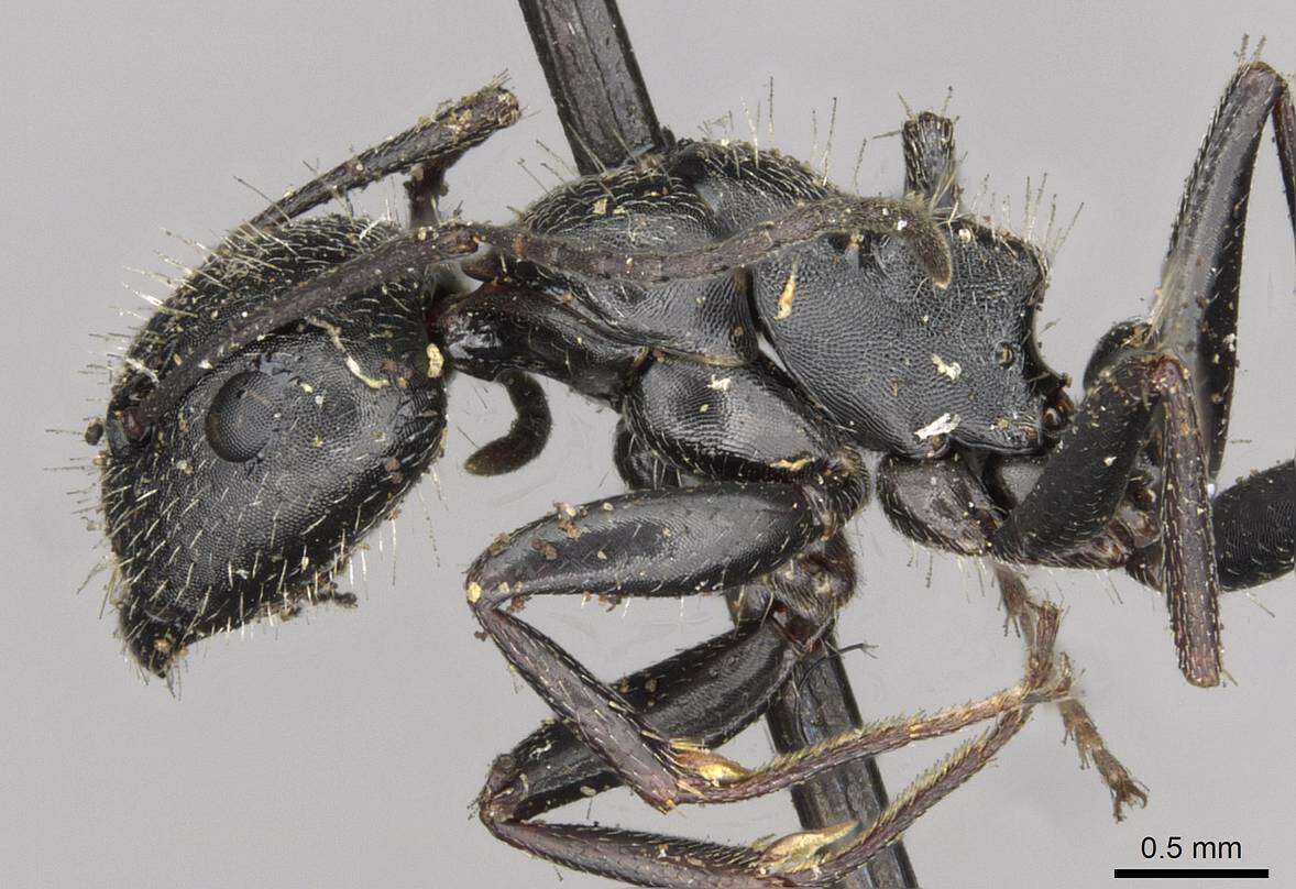 Image of Camponotus piceus (Leach 1825)