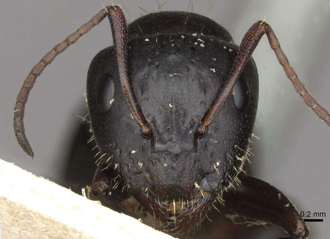 Слика од Camponotus abrahami Forel 1913