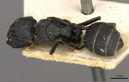 Image de Camponotus libanicus Andre 1881