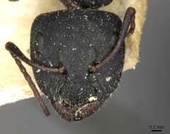 Image de Camponotus libanicus Andre 1881