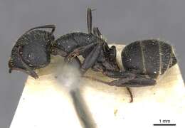 Image de Camponotus libanicus Andre 1881