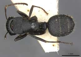 Image de Camponotus libanicus Andre 1881