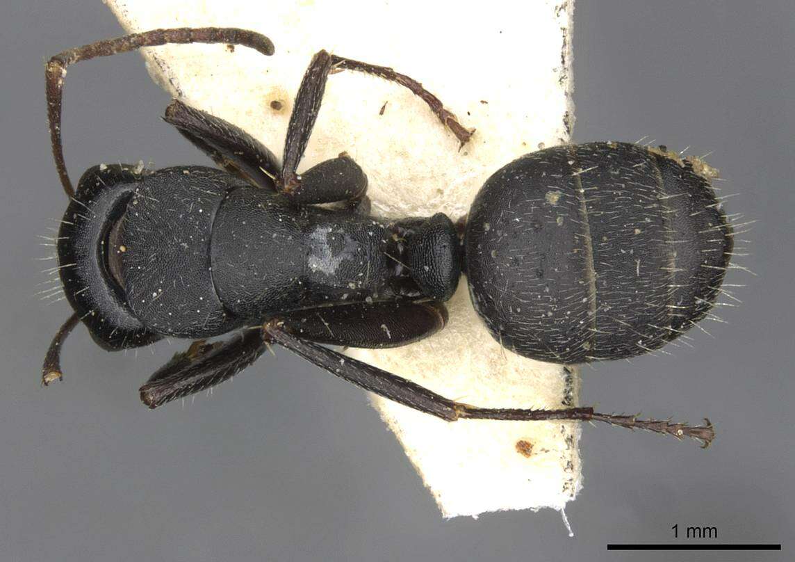 Plancia ëd Camponotus libanicus Andre 1881