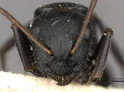 Image de Camponotus libanicus Andre 1881