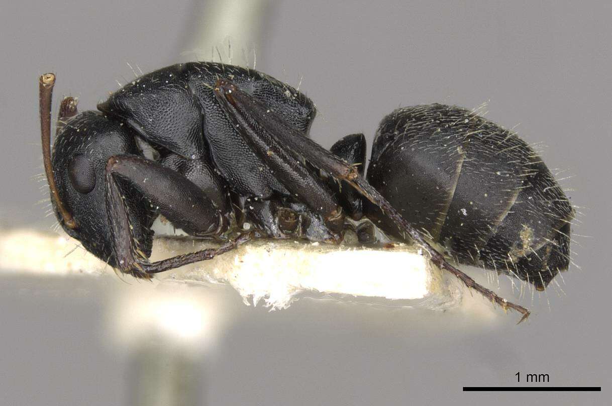 Image de Camponotus libanicus Andre 1881