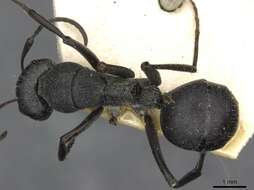 Image of Camponotus mayri Forel 1879