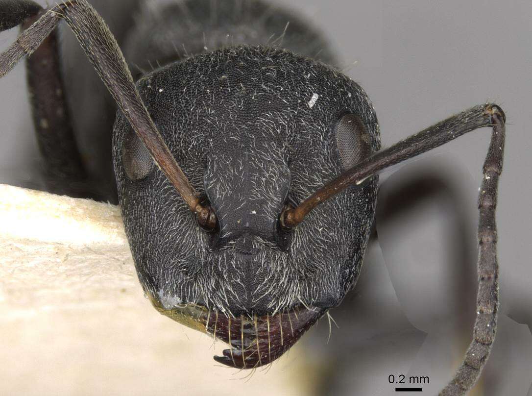 Image of Camponotus mayri Forel 1879