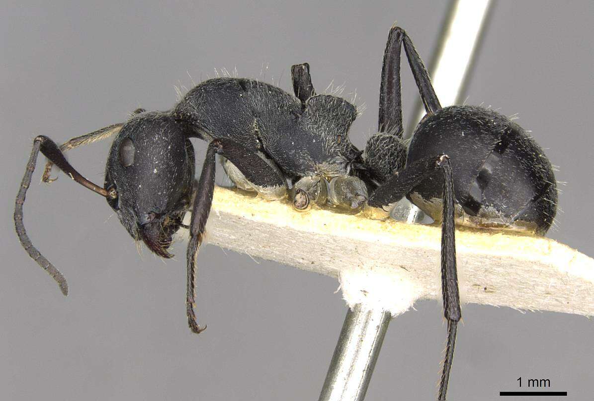 Image of Camponotus mayri Forel 1879