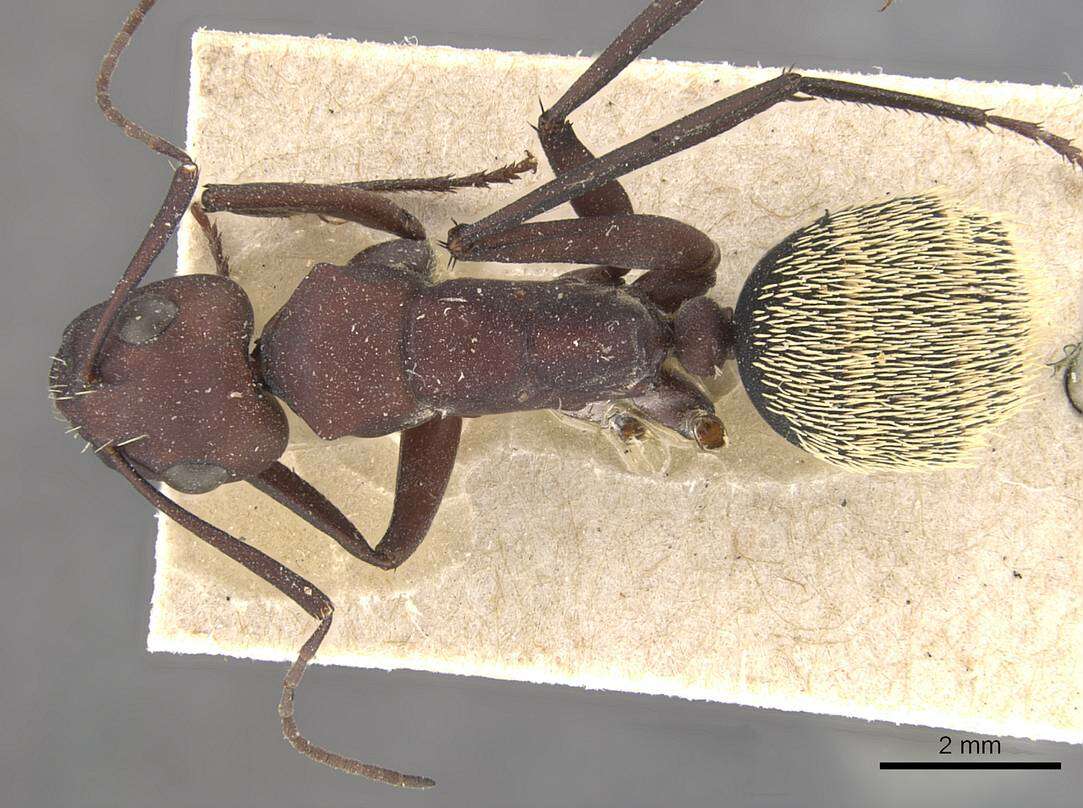 Plancia ëd Camponotus storeatus Forel 1910