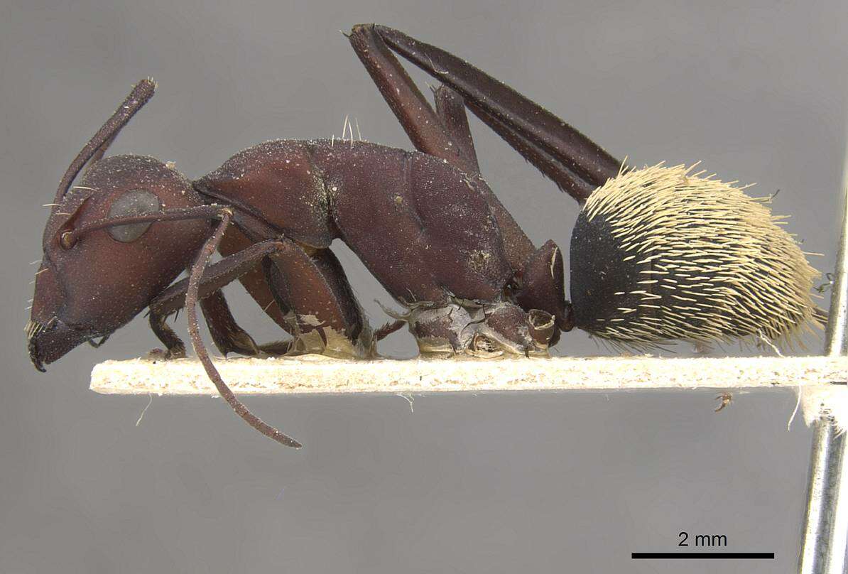 Plancia ëd Camponotus storeatus Forel 1910