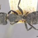 Image of Camponotus berthoudi Forel 1879