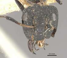 Image of Camponotus berthoudi Forel 1879