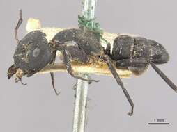 Image of Camponotus berthoudi Forel 1879