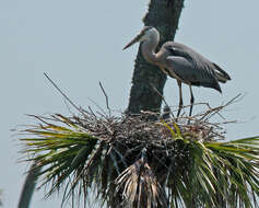 Image of Great Blue Heron