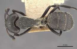 Image of Camponotus perrisii Forel 1886