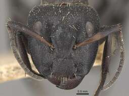 Image of Camponotus perrisii Forel 1886