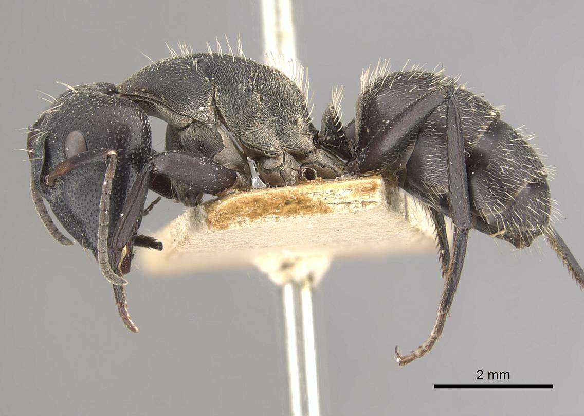 Image of Camponotus perrisii Forel 1886