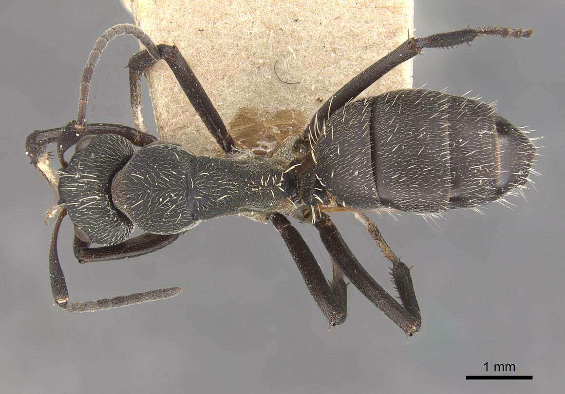 Image of Camponotus perrisii Forel 1886