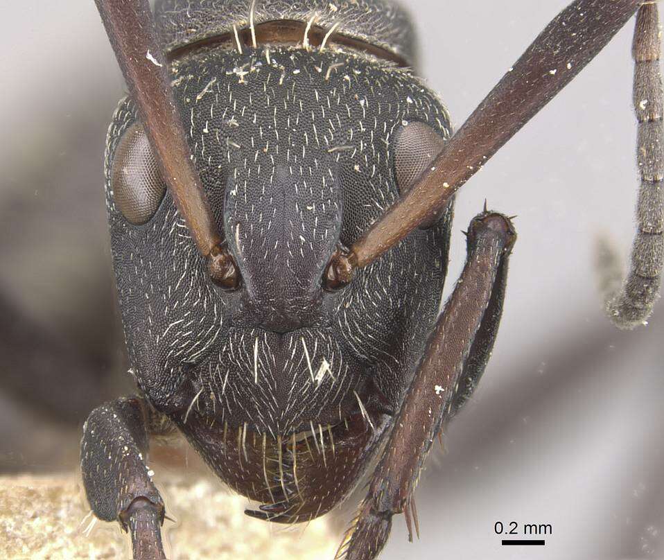 Image of Camponotus perrisii Forel 1886