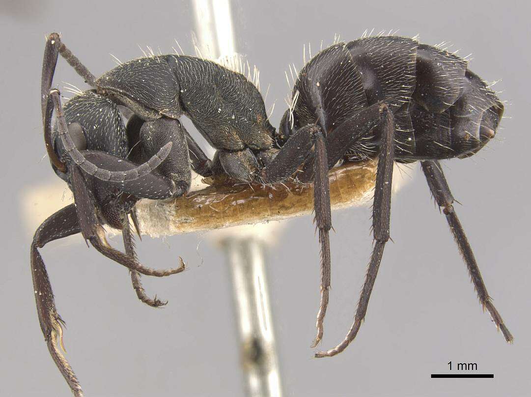 Image of Camponotus perrisii Forel 1886