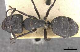 Image of Camponotus perrisii Forel 1886