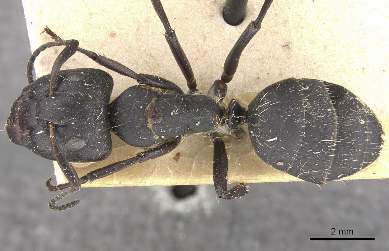 Image of Camponotus perrisii Forel 1886