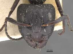 Image of Camponotus perrisii Forel 1886