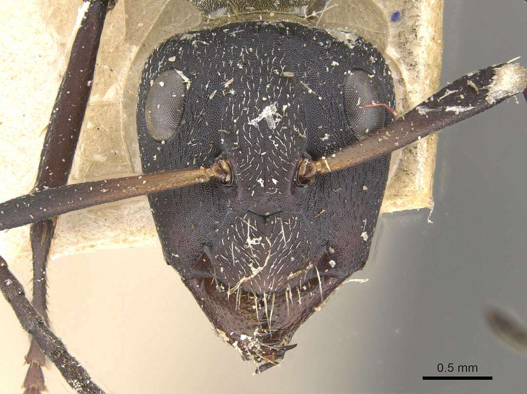 Image of Camponotus perrisii Forel 1886