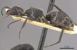 Image of Camponotus perrisii Forel 1886