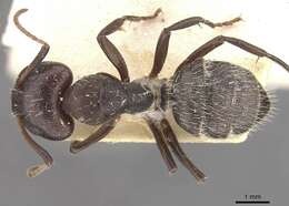 صورة Camponotus foraminosus Forel 1879