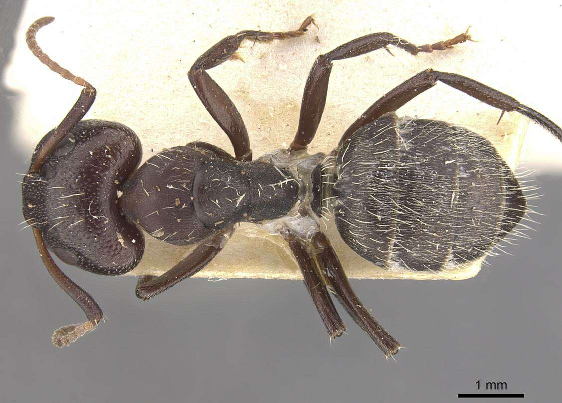 صورة Camponotus foraminosus Forel 1879