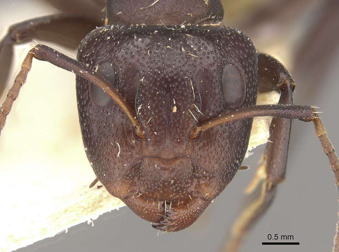 صورة Camponotus foraminosus Forel 1879