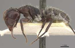 صورة Camponotus foraminosus Forel 1879