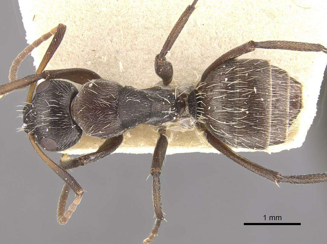 صورة Camponotus foraminosus Forel 1879