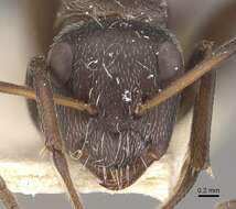 صورة Camponotus foraminosus Forel 1879