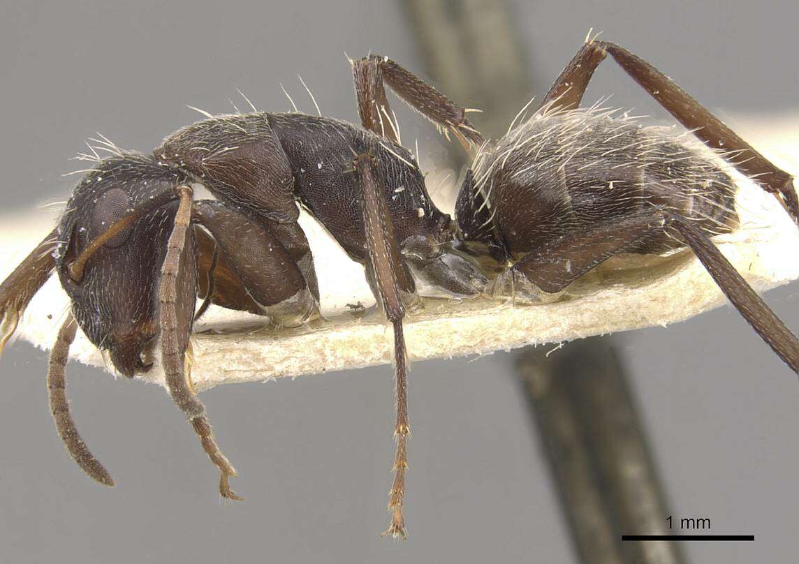 صورة Camponotus foraminosus Forel 1879