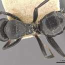 Imagem de Camponotus tauricollis Forel 1894
