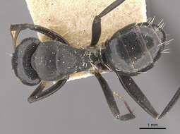 Image of Camponotus tauricollis Forel 1894