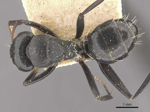 Image de Camponotus tauricollis Forel 1894