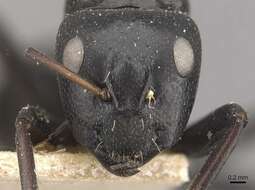 Image of Camponotus tauricollis Forel 1894