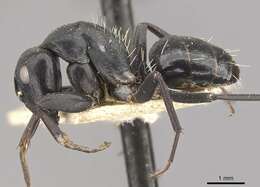 Image of Camponotus tauricollis Forel 1894