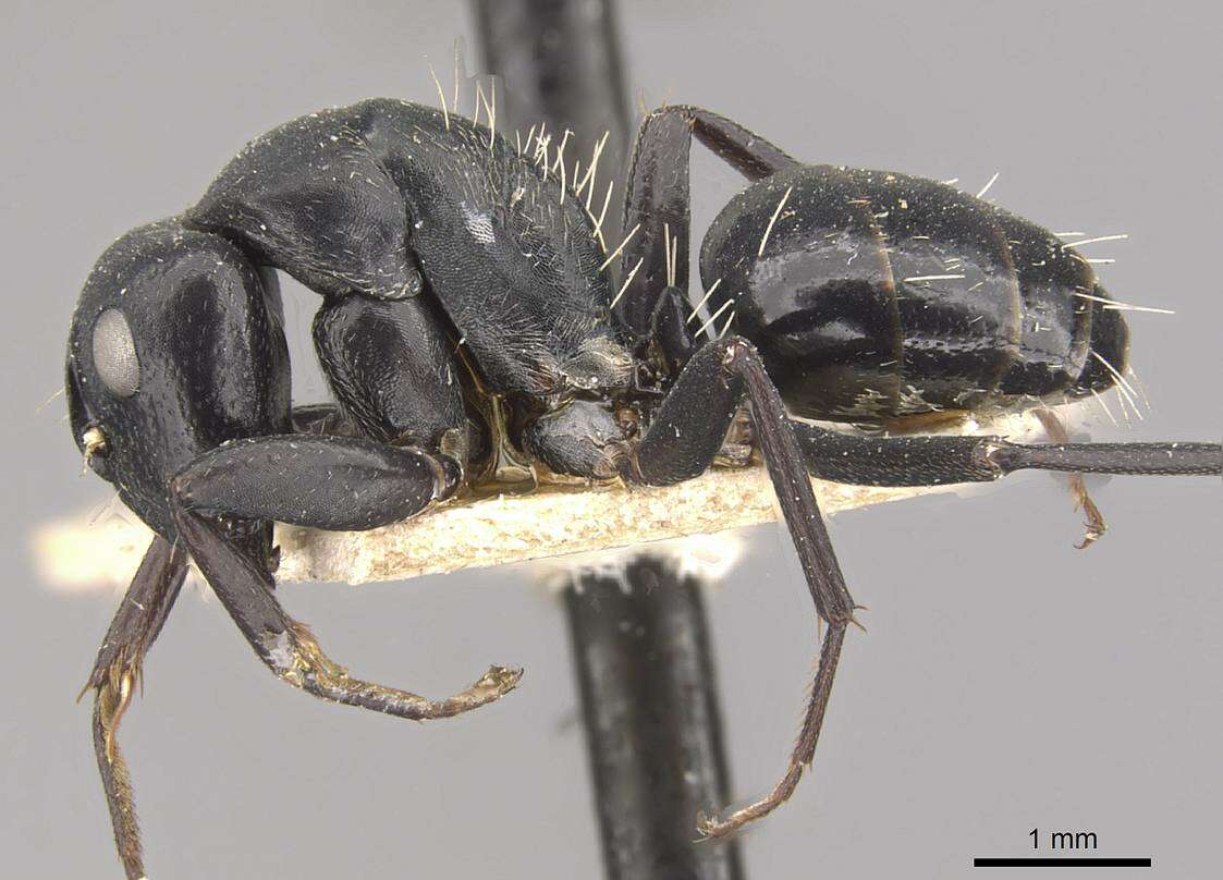 Image of Camponotus tauricollis Forel 1894