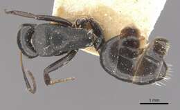 Image of Camponotus tauricollis Forel 1894