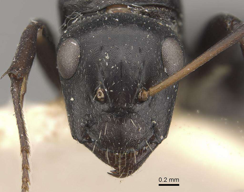 Image of Camponotus tauricollis Forel 1894