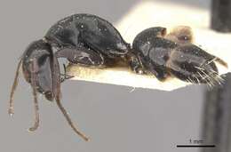 Image of Camponotus tauricollis Forel 1894