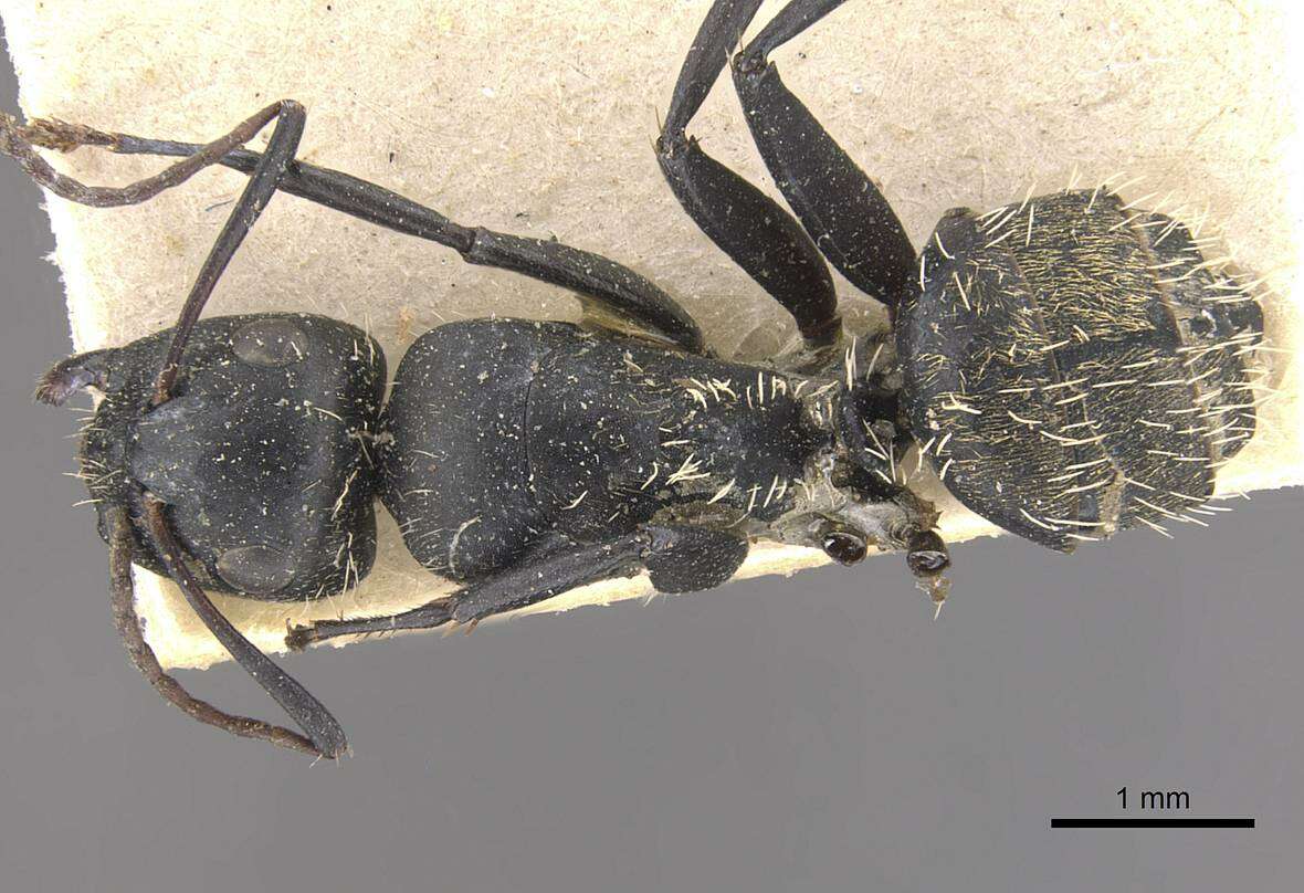 Image of Camponotus postoculatus Forel 1914